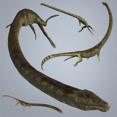 Ancient marine lizard had telltale fish tail